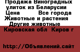 Продажа Виноградных улиток из Беларусии › Цена ­ 250 - Все города Животные и растения » Другие животные   . Кировская обл.,Киров г.